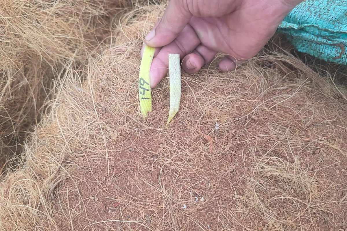 Inspection of natural coconut fiber length and condition
